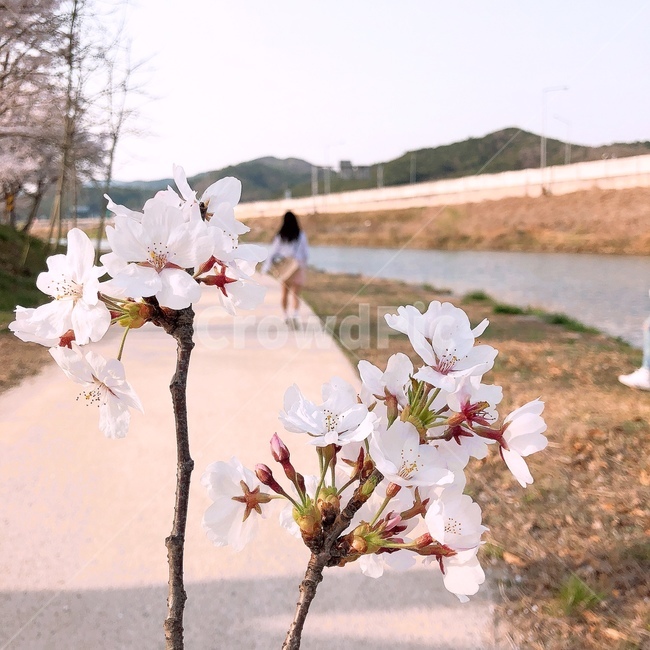 벚꽃,여성,꽃,산책,여성뒷모습