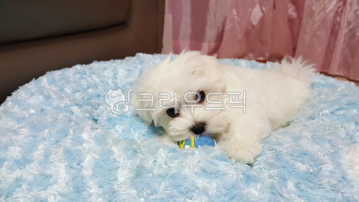 white fur,dog market,cute animals,white dog,white puppy,maltese,Pets,cute baby animals,puppy,animal,pet dog,Dog,dog,mammalia,pet
