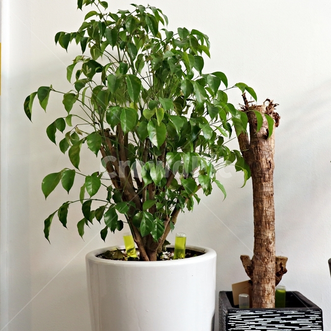 식물,화분,plant,나무,자연