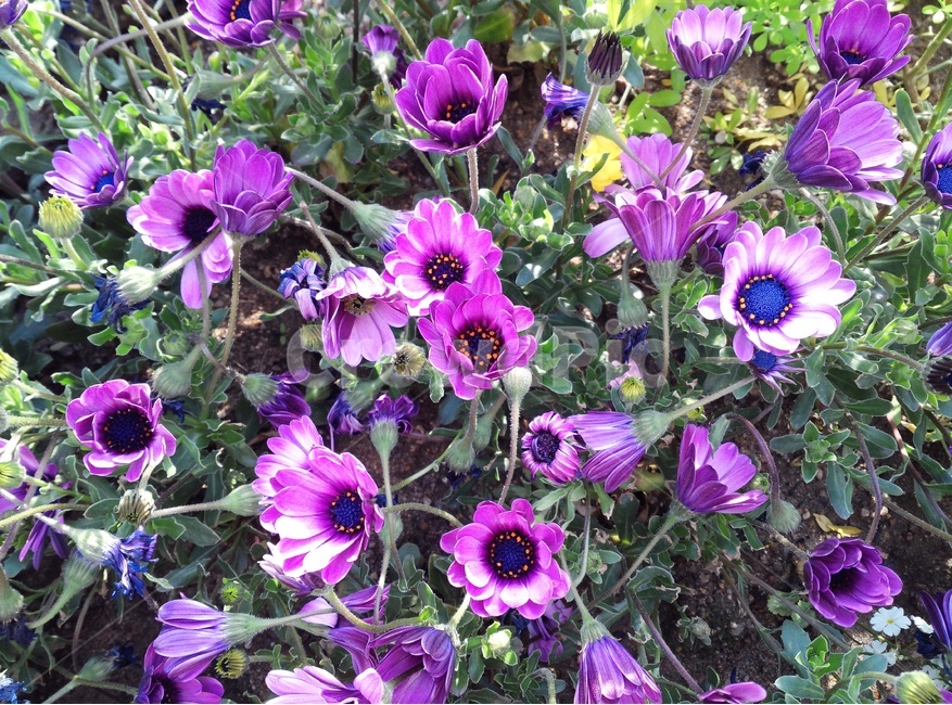 화단,꽃밭,꽃,식물,꽃봉오리,flower,plant,blossom,spring,봄