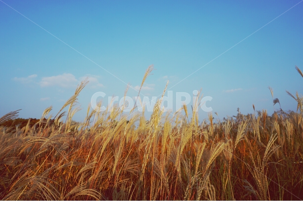 plant,식물,갈대,하늘,풍경,억새,가을,가을,계절,fall,autumn,season