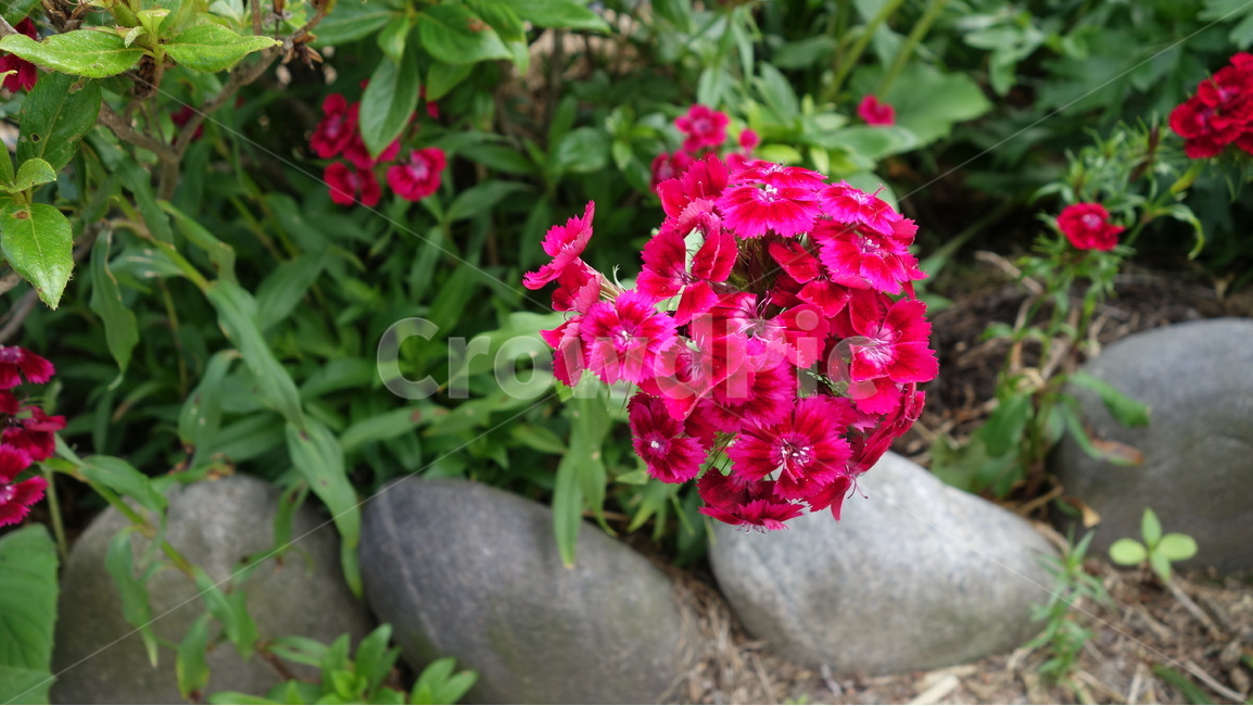 꽃,자연,풍경,식물,여름,식물,자연,plants,nature,꽃,flower