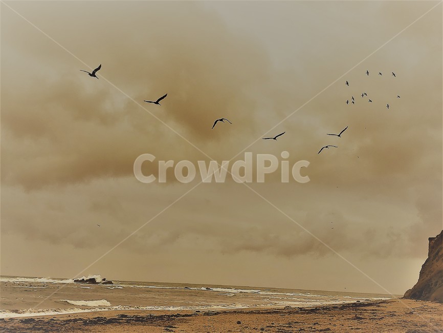 bird,flying,bird soaring,New group dance