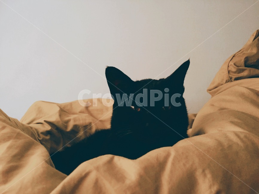 고양이,검은색,cat,blackcat,검은고양이,동물,animal,포유류,mammal,고양이,cat,kitten,kitty