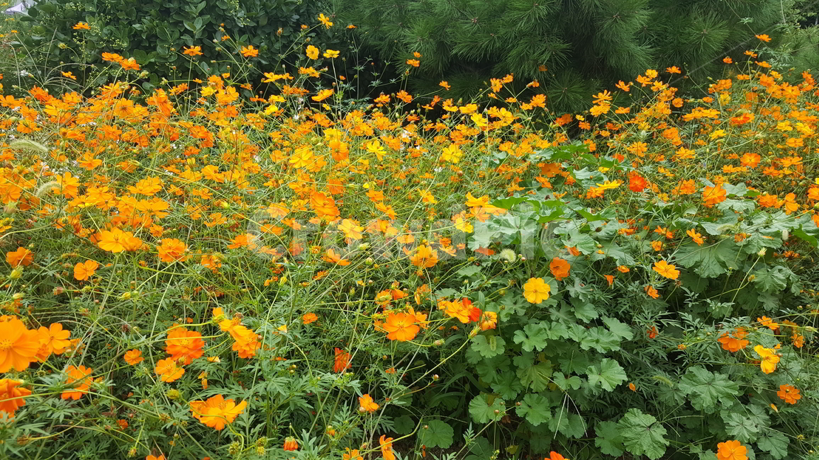 노란꽃,노랑,꽃,꽃밭,풍경,식물,자연,plants,nature,꽃,flower