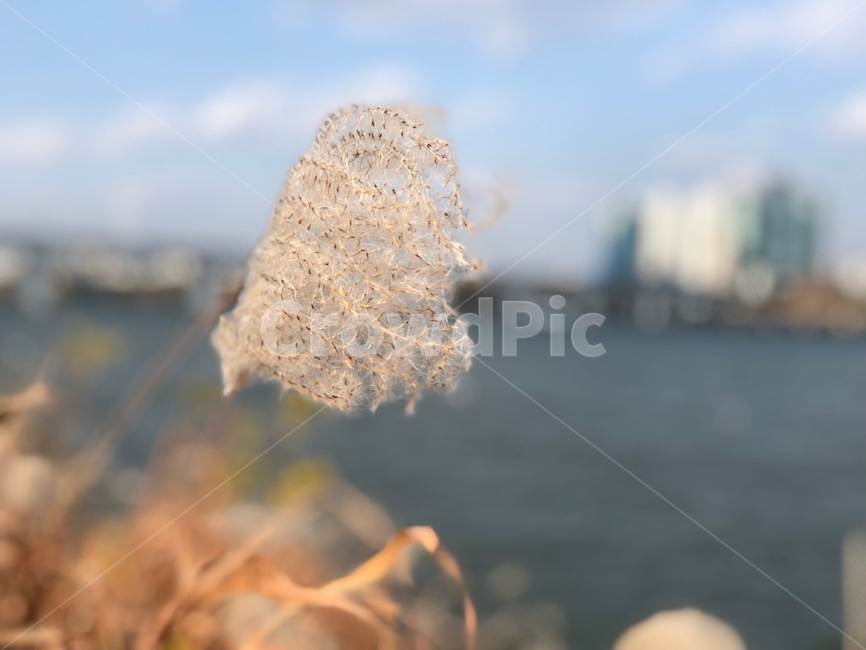 한강배경,갈대,억새,한강억새,푸른하늘,하늘,가을,감성,식물,자연,plants,nature