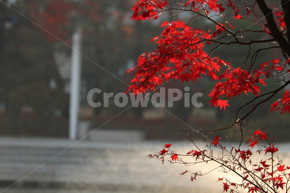 단풍,가을,호수,공원,낙엽,나무,빨간,가을,계절,fall,autumn,season,leaf,잎,plant,식물,tree
