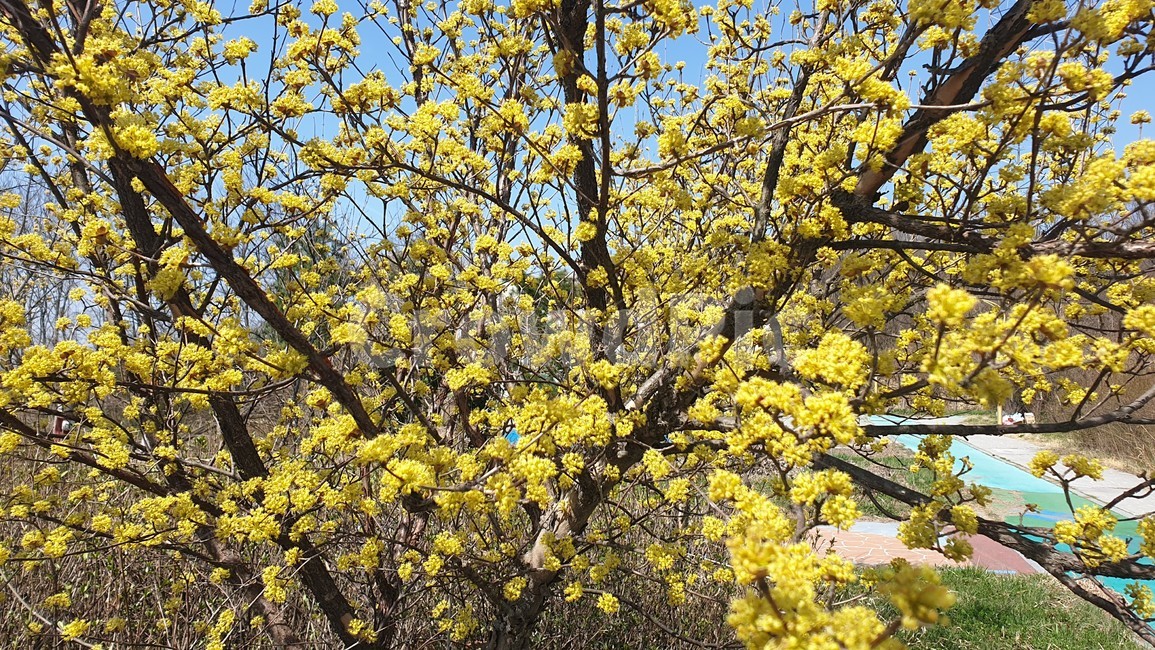 tree,나무,산수유화,봄,꽃