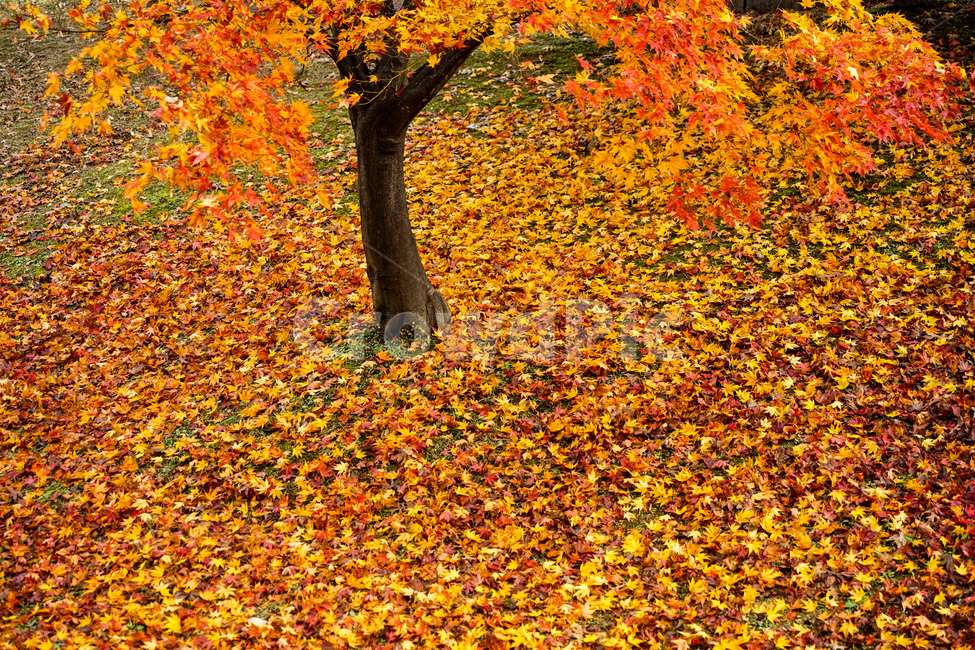 가을,낙엽,단풍,공원,나무,계절,감성,가을,계절,fall,autumn,season,식물,자연,plants,nature,나무,trees,wood,plant,leaf,잎,tree,maple