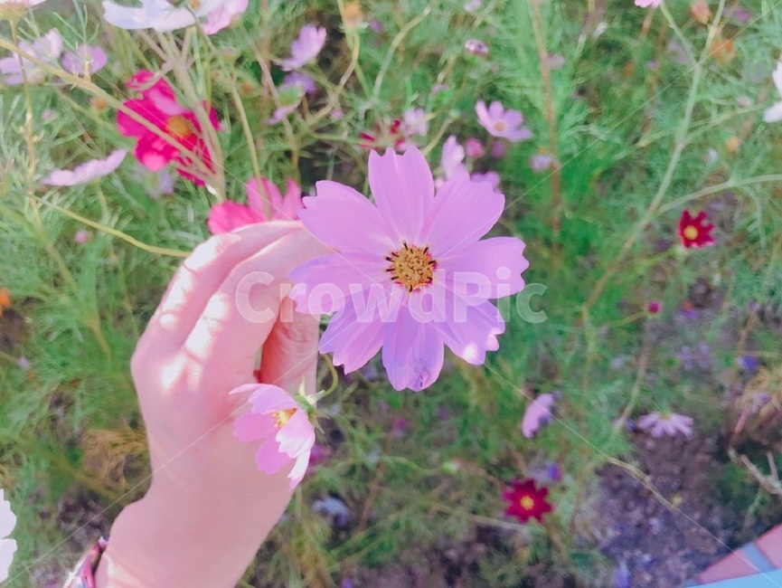 꽃,코스모스,가을,감성사진,손,식물,자연,plants,nature,flower,사람,인물,인간,human,person,감성,sensible,feeling,연출,컨셉,콘셉,direction,concept,가을,계절,fall,autumn,season,꽃,flower,plant,geranium,제라늄,blossom