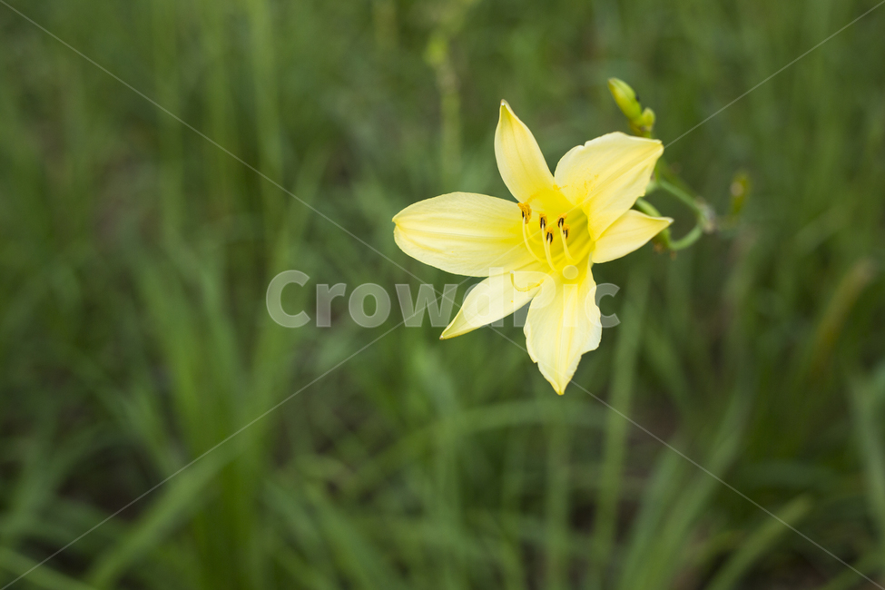 원추리,꽃,식물,자연,꽃잎,flower,식물,자연,plants,nature,꽃,flower
