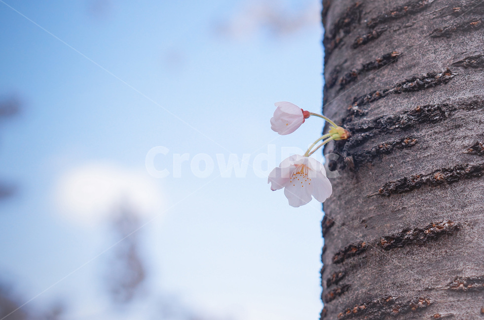 벚꽃,하늘,봄,꽃망울,꽃봉오리,두송이,자연,cherryblossom,sky,spring,nature,봄,계절,spring,season,식물,자연,plants,nature,꽃,flower,plant