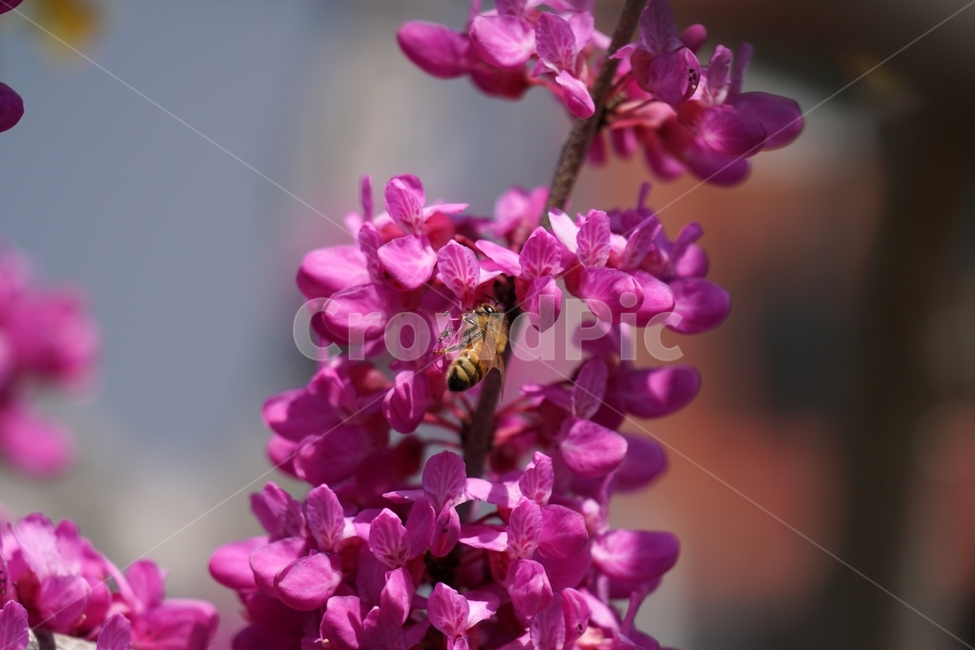 꽃,꽃사진,플라워,flower,봄,봄꽃,spring,식물,plants,자연,nature,풍경,landscape,계절,season,snap,스냅,접사,macro,closeup,클로즈업,감성사진,감성,힐링,healing,느낌,feel,feeling,벌,곤충,insect,동물,animal,honey,bee,말벌,꿀벌,벌레,꽃밭,화단,4월,April,박태기나무,박태기꽃,박태기나무꽃,귀화식물,나무,나뭇가지,tree,한국자연,식물,자연,plants,nature,꽃,flower,동물,animal,곤충,벌레,insect,bug