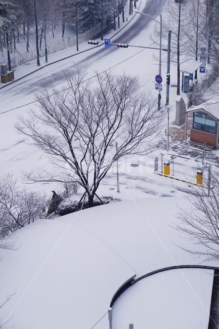 풍경,눈,도로,나무,겨울,snow,storm,폭풍,outdoors,옥외,nature,자연,winter,blizzard,눈보라