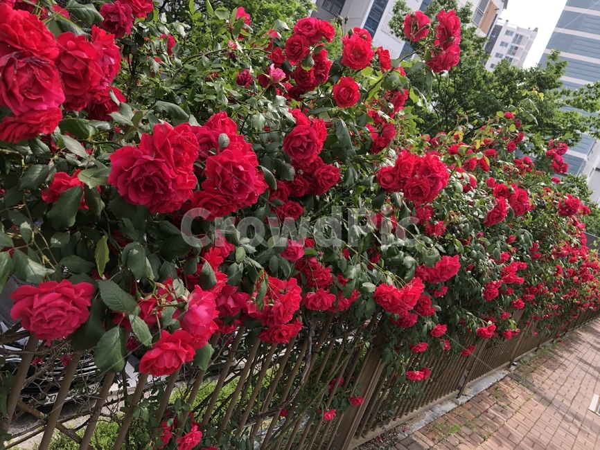 장미,꽃,flower,빨간장미,rose