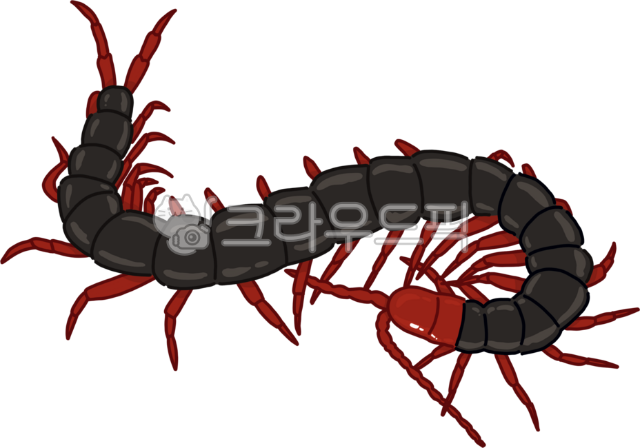 Centipede,centipede png,pest,bug,bug png,pest png,bug drawing,centipede drawing,centipede drawing png,centipede illustration,bug illustration,pest illustration,leg,black,harmful bug,harmful,centipede