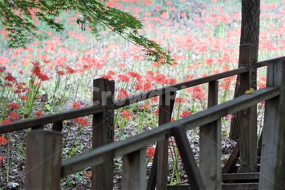꽃,상사화,꽃무릇,자연,식물,가을,붉은꽃,flower,함평,용천사,nature,나무,식물,자연,plants,nature,꽃,flower