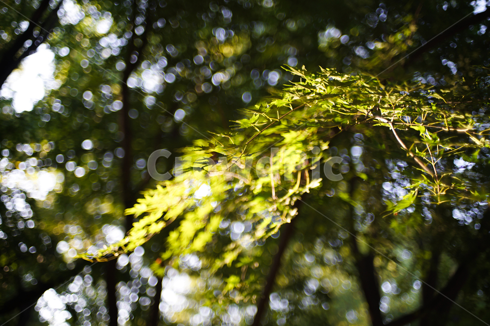 단풍,자연,식물,봄,나무,식물,자연,plants,nature,휴식,힐링,rest,relaxation,healing