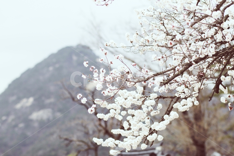 봄,매화,꽃,봄꽃,감성사진,꽃사진,봄,계절,spring,season,식물,자연,plants,nature,꽃,flower,감성,sensible,feeling,plant,blossom
