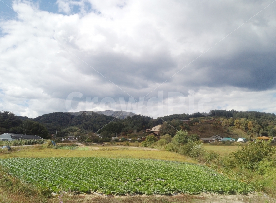 시골풍경,배추밭,구름,시골,밭,자연,풍경,nature,landscape,시골,마을,country,rural,town,outdoors,옥외,field,들