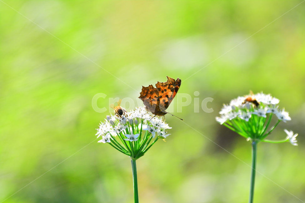 나비,벌,꿀벌,꽃,부추꽃,배경,동물,곤충,생태,자연,환경,마크로,접사,flowers,insect,butterfly,honeybee,bee,macro,closeup,식물,초본,하얀꽃,그린,녹색,green,식물,자연,plants,nature,꽃,flower,동물,animal,곤충,벌레,insect,bug