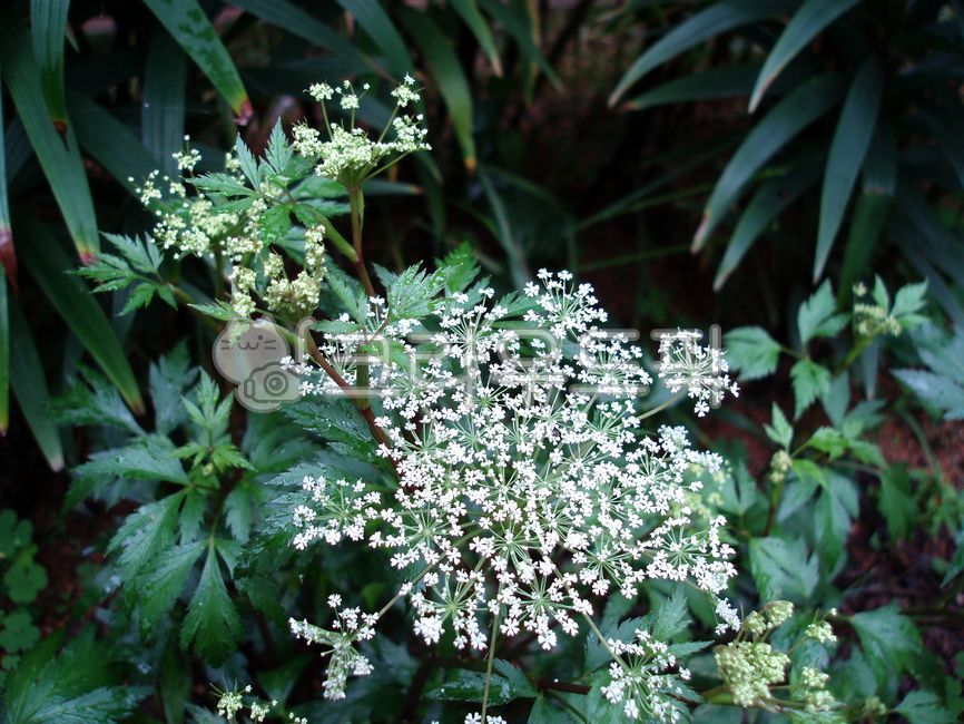 꽃,당귀,천궁,야생화,식물,plant