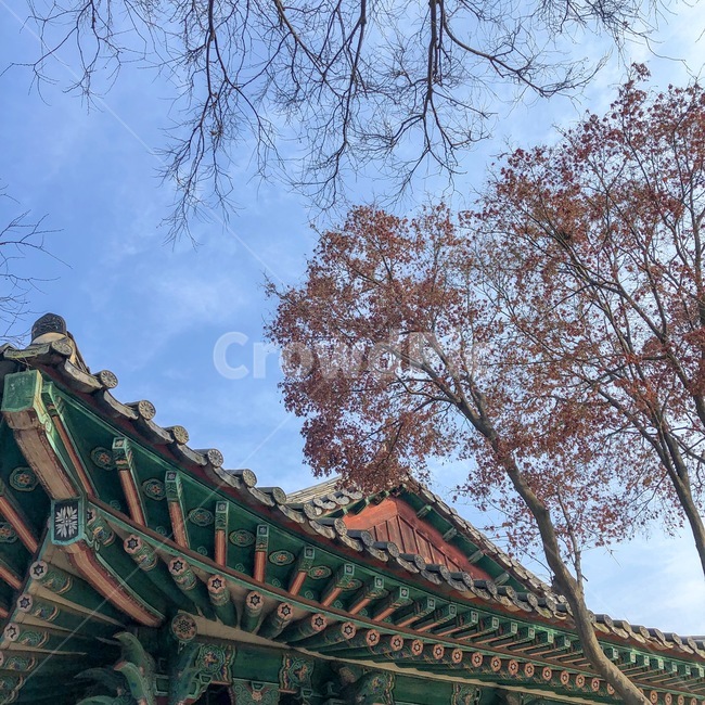 korea,koreanhouse,가을,fall,파란하늘,한국전통,한국문화,korean traditional,korean culture,건축물,건물외관,exterior,building,structure,architecture,construction