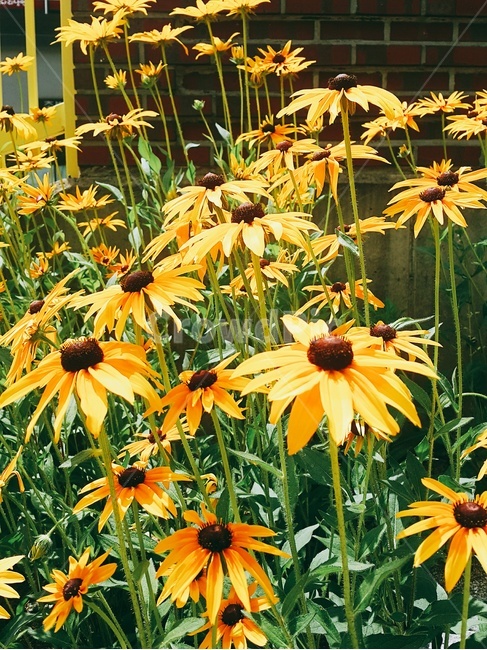 꽃,여름,여름꽃,노랑,summer,색감,색채,자연,flower