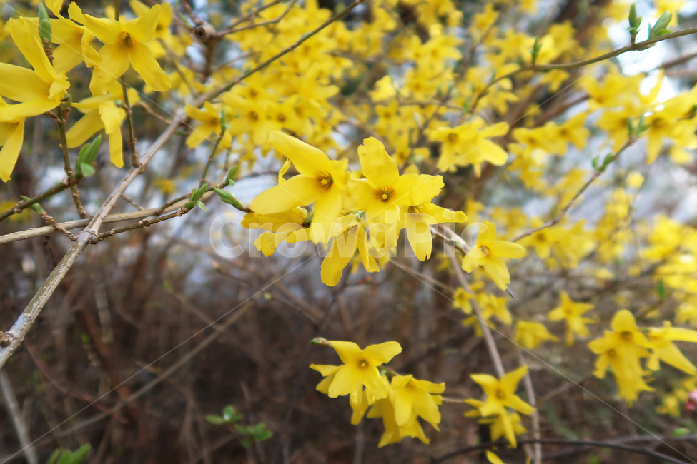 개나리,봄,꽃,봄꽃,노란색,자연,식물,자연,plants,nature,꽃,flower