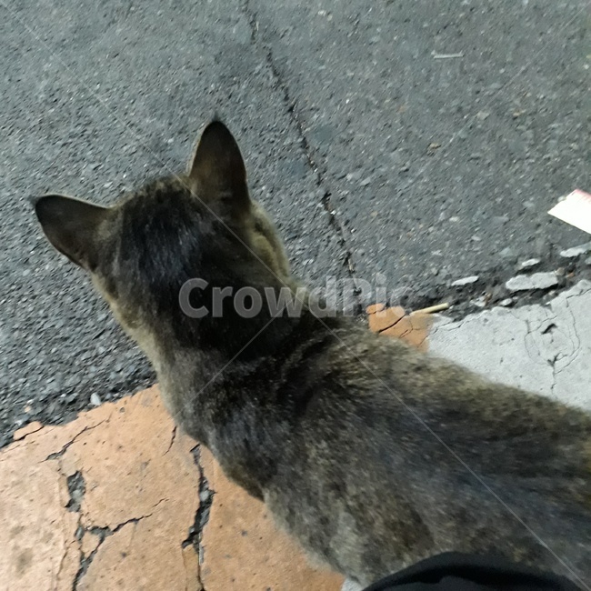 고양이,길고양이,길냥이,냥이,검은고양이,동물,animal,포유류,mammal,고양이,cat,kitten,kitty