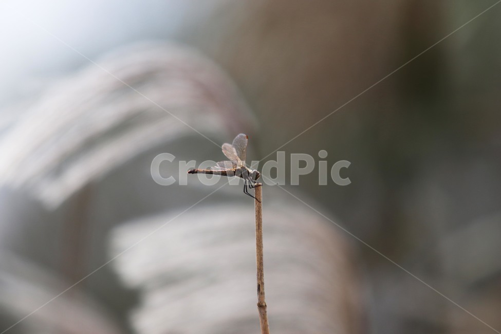 잠자리,곤충,dragonfly,갈대,가을,가을,계절,fall,autumn,season,insect,animal,동물,anisoptera,아니 소프 테라,invertebrate,무척추 동물