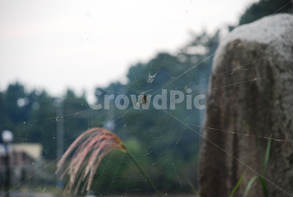 거미,거미줄,spider,nature,자연,스파이더맨,곤충,동물,동물,animal,곤충,벌레,insect,bug