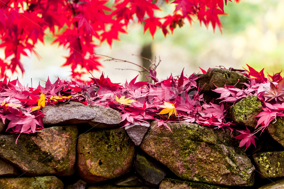 단풍,낙엽,가을,돌담,단풍잎,감성,가을,계절,fall,autumn,season,한국전통,한국문화,korean traditional,korean culture,plant,식물,leaf,잎,tree,나무