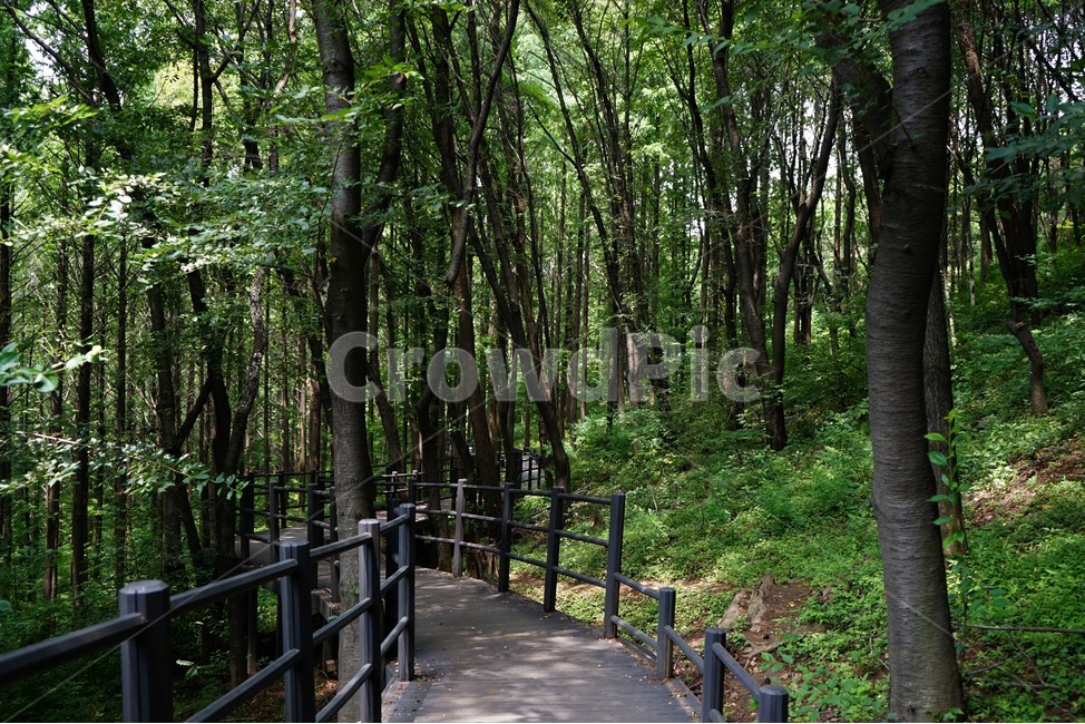 숲,자연,그늘,나무,녹음,녹색,forest,nature,shodow,trees,green,힐링,휴식,시원함,고요함,healing,relaxation,cool,calm,forestbathing,freshness,자연,풍경,nature,landscape