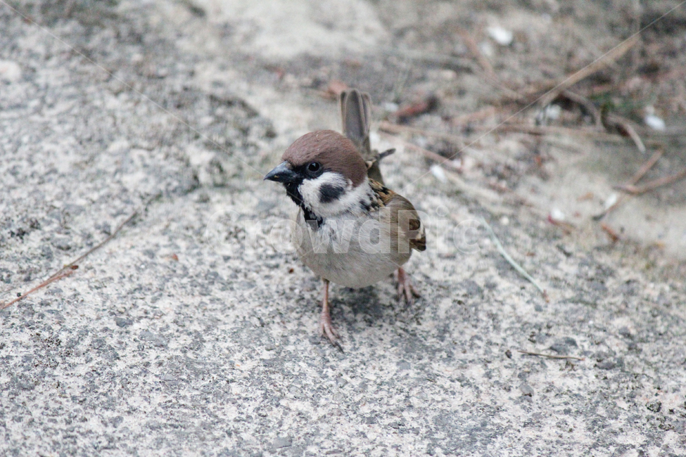 참새,동물,조류,새,귀여운,작은,따뜻한,자연,야생의,nature,birds,animlal,봄,계절,spring,동물,animal,조류,새,birds