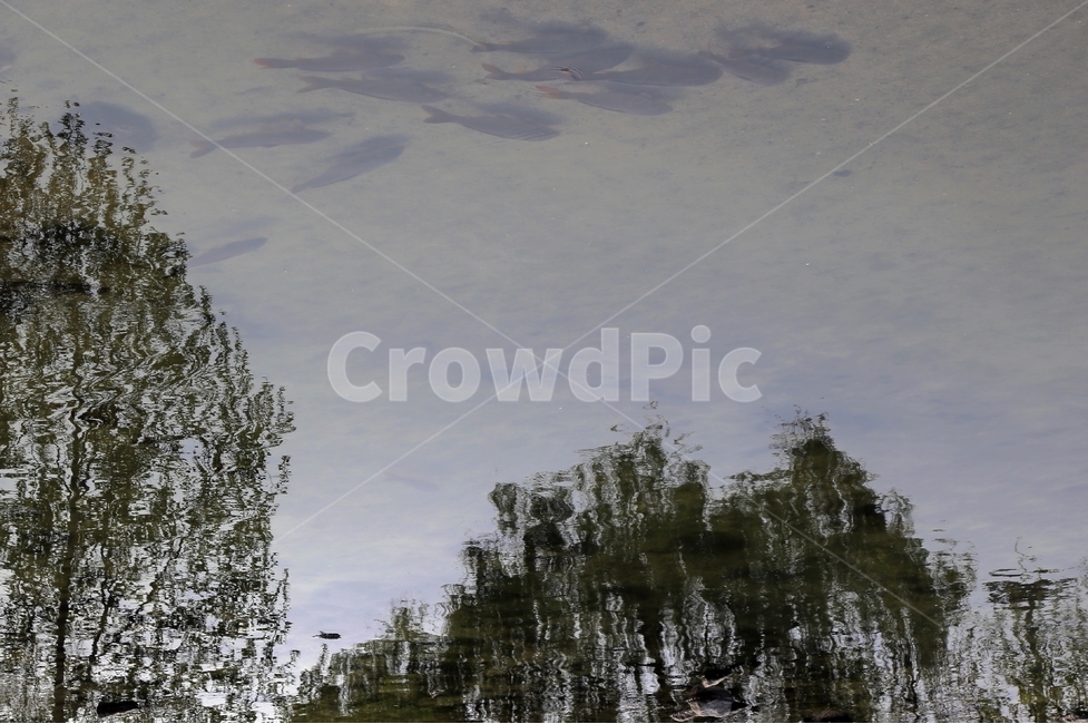반영,나무,물고기,대비,공존,자연,풍경,nature,landscape,tree,plant,식물