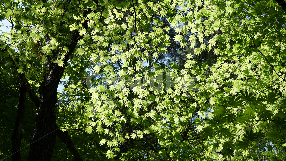 등산,트래킹,단풍,산,단풍나무,검단산,단풍잎,자연,nature,친환경,피톤치드,초록,초록색,green,나뭇잎
