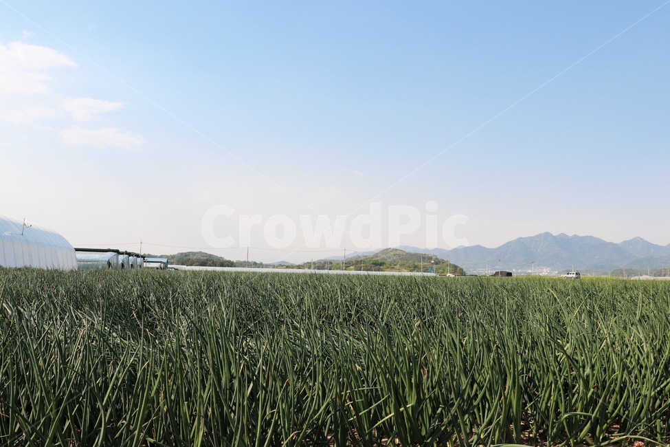 파,파밭,밭,시골,농사,산업,industry,industrial,농업,농사,agriculture,farming,farming industry