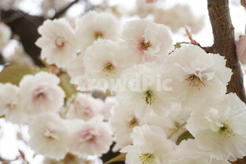 곁벚꽃,봄날의기록,스냅,아날로그,감성,순수,봄,계절,spring,season,식물,자연,plants,nature,꽃,flower,plant,blossom