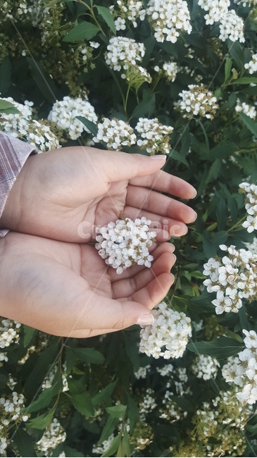 손,아이,꽃,자연,소망,사람,식물,자연,plants,nature,꽃,flower,사람,인물,인간,human,person,신체일부,몸,body