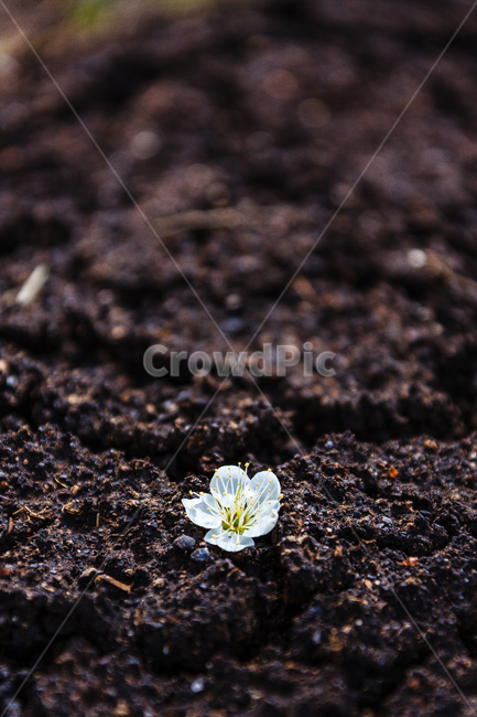 매화,식물,꽃,봄,꽃들,꽃잎,꽃,flower