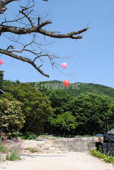 고요함,사찰,선명한,아늑함,연등,자연
