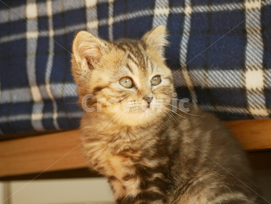 고양이,개냥이,아기고양이,아기냥이,귀여운,동물,동물,animal,포유류,mammal,고양이,cat,kitten,kitty