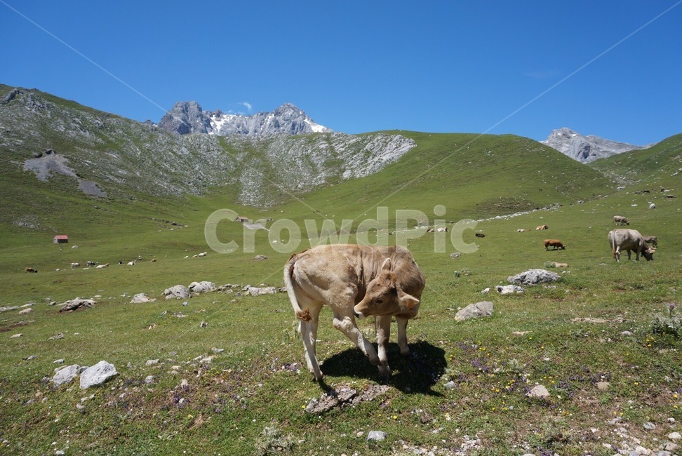 자연,소,스페인,풍경,환경,environment,휴가,봄,유럽,nature,spain,landscape,holiday,europe,cow,가축,mammal,포유류,cattle,animal,동물,slope,경사,피코스데유로파,picosdeeuropa,유럽의지붕,동물,animal,포유류,mammal,목축업,목장,livestock farming,ranching,pasture
