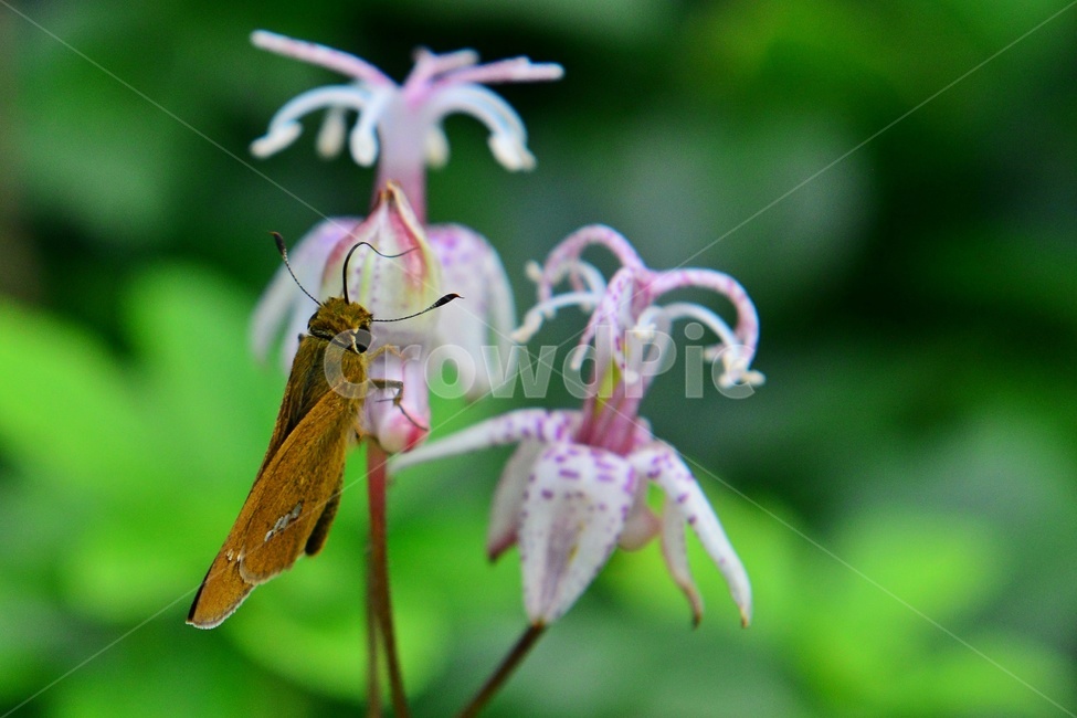 insect,곤충,animal,동물,invertebrate,무척추동물,blossom,flower,꽃,plant,식물,outdoors,nature,자연,옥외,뻐꾹나리,뻐꾹나리꽃,식물,자연,plants,nature,꽃,flower