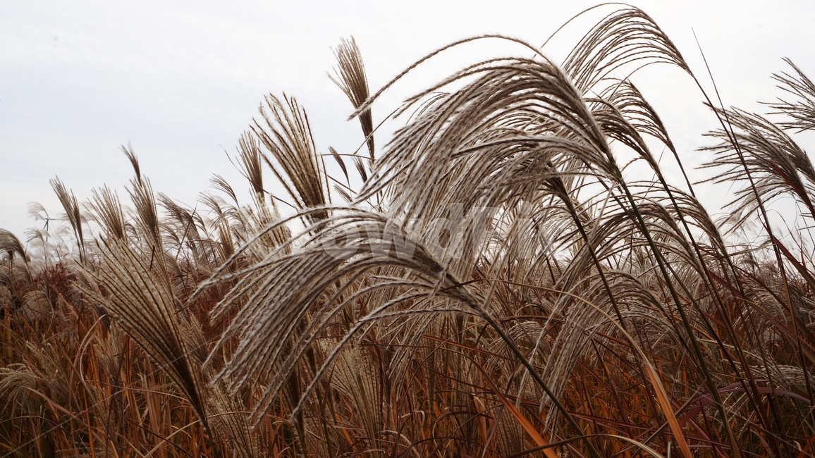 가을,가을풍경,하늘공원,갈대,억세풀,가을,계절,fall,autumn,season,식물,자연,plants,nature,grass,잔디,plant,lawn,reed