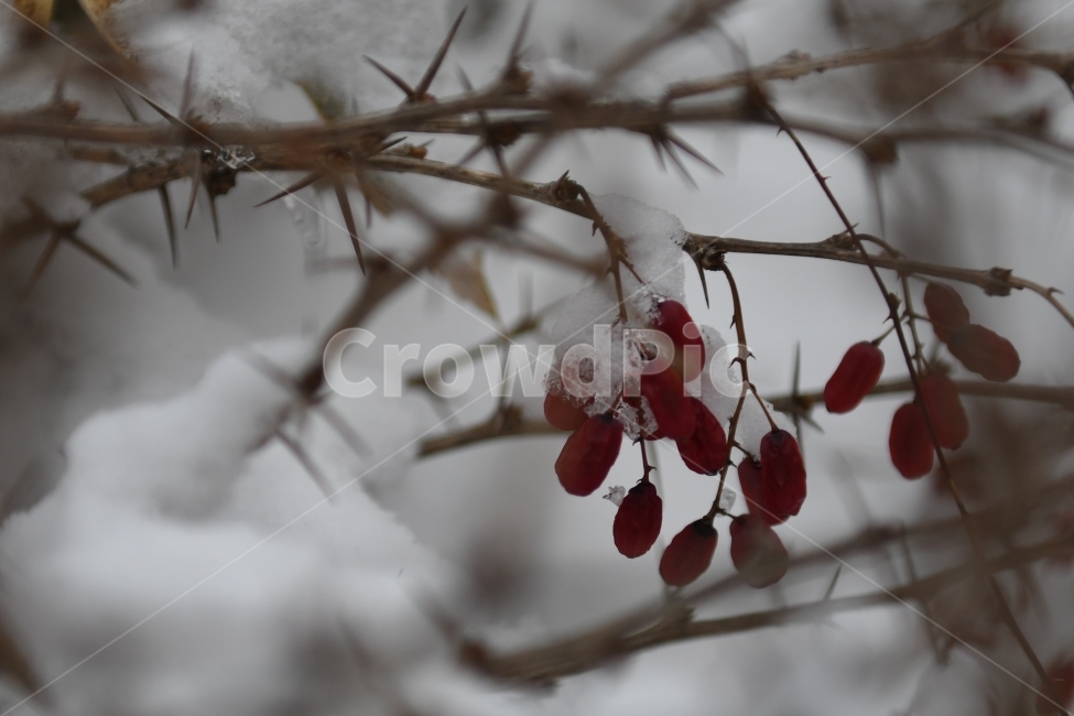 겨울,풍경,한라산,눈,겨울산,눈꽃,제주도,상고대,나무,서리,겨울,계절,winter,season,과일,열매,fruit