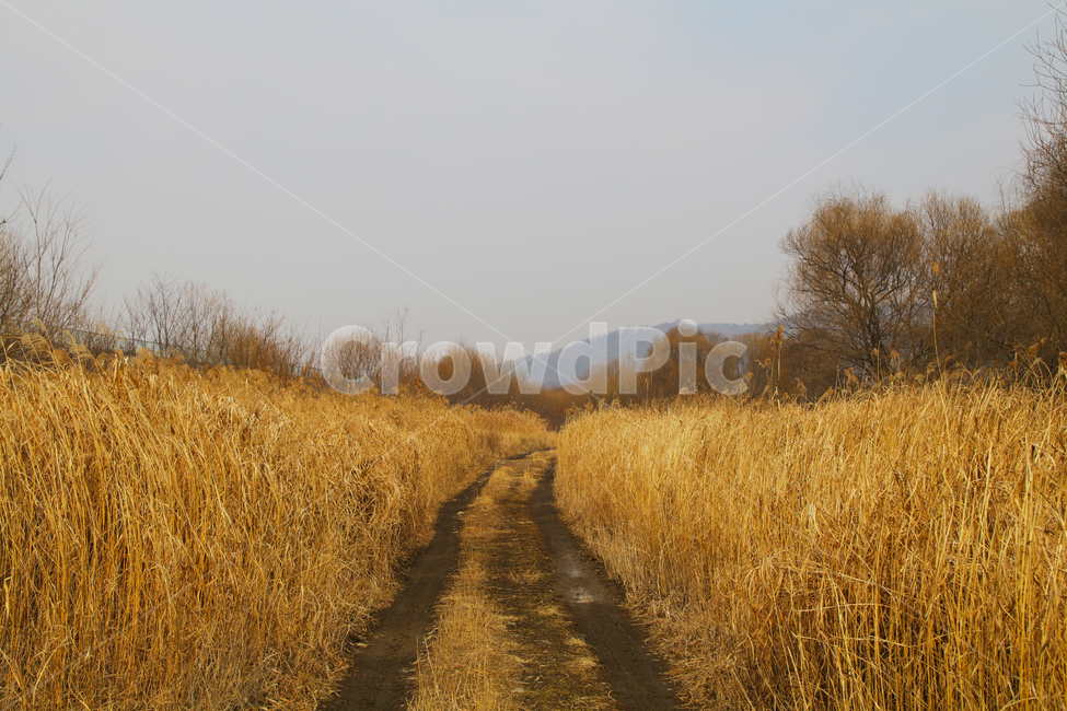 갈대,억새,갈대밭,숲,길,숲길,풍경,가을,가을,계절,fall,autumn,season,자연,풍경,nature,landscape,road,도로