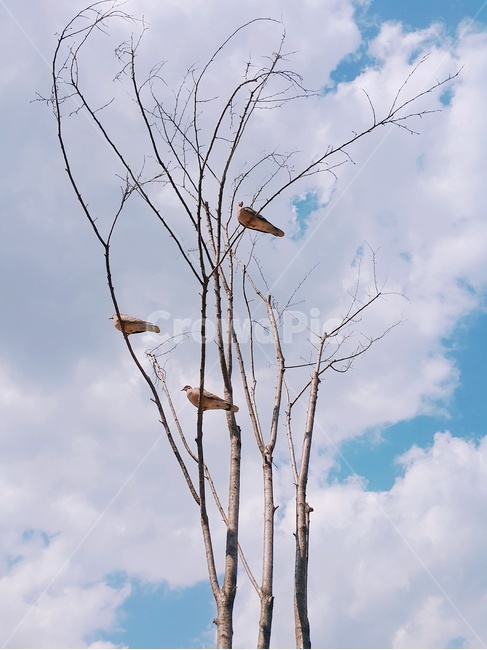 하늘,새,외로움,마른가지,구름,sky,bird,동물사진,감성사진,forlorn,풍경사진,autumn,식물,자연,plants,nature,나무,trees,wood,동물,animal,조류,새,birds