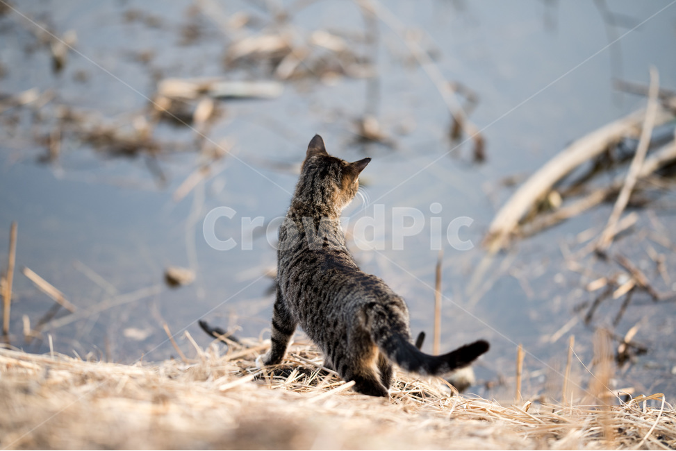 기다림,집고양이,버려짐,슬픔,고양이,냥이,응시,동물,animal,포유류,mammal,고양이,cat,kitten,kitty